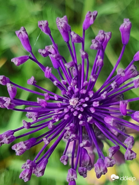 Üstökös gyöngyike