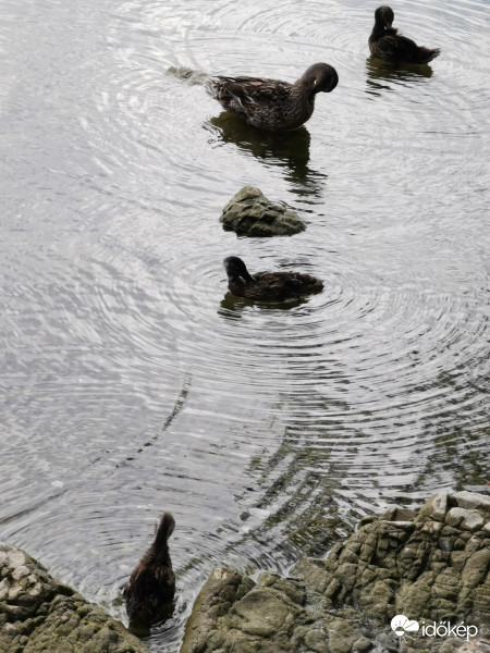 Reggeli tollászkodás