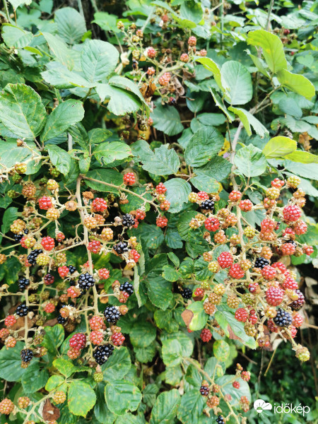 Bő termés ígérkezik 