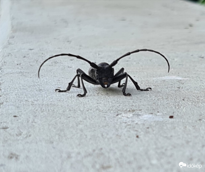 Cincér az útfélen