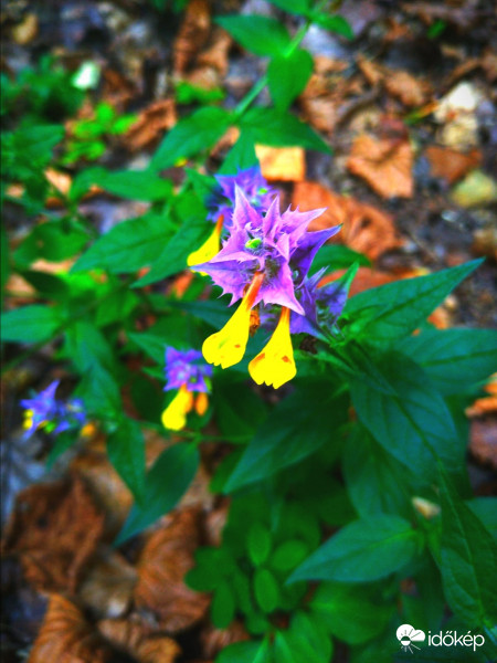 Kéküstökű csormolya