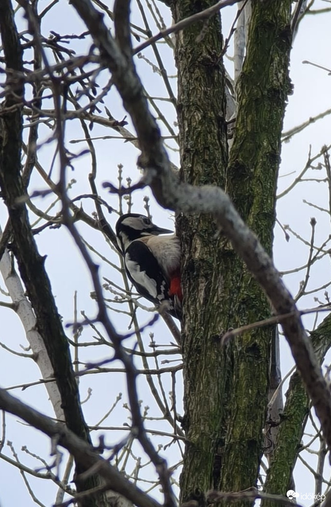 Újévi vendég a mogyorófán