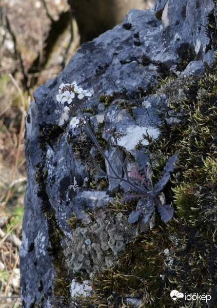 Dercevirág a sziklán 