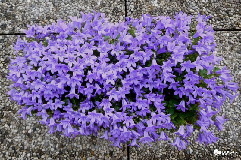 Egy tál harangvirág...