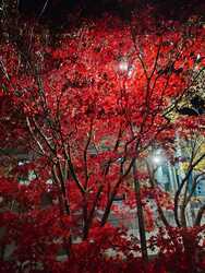 Esti megvilágítás 