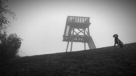 Wilma a Weimari szellem kutya