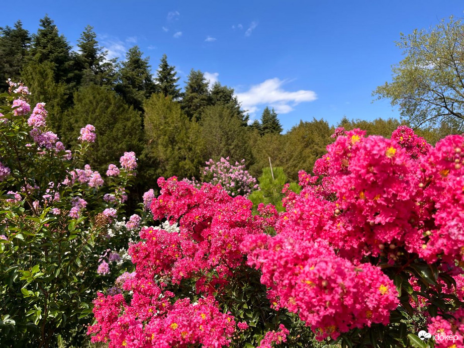 Kám