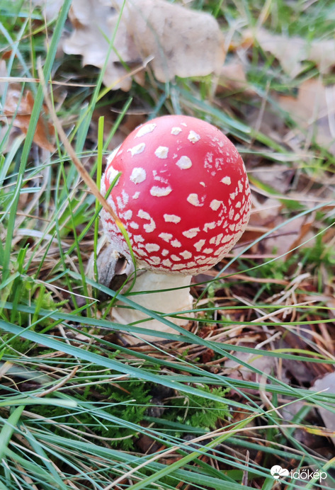Pöttyös labda