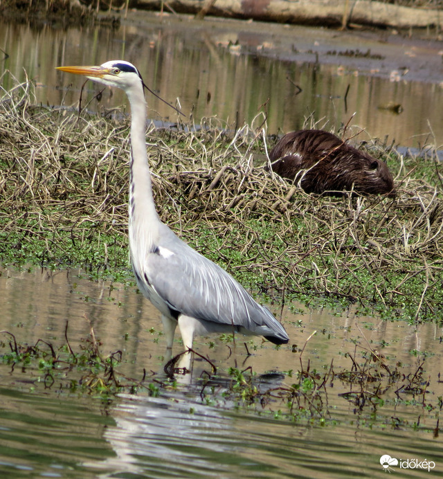 Szürke gém és nutria