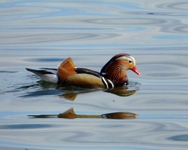 Mandarin réce
