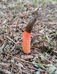 Elegáns kutyaszömörcsög gomba