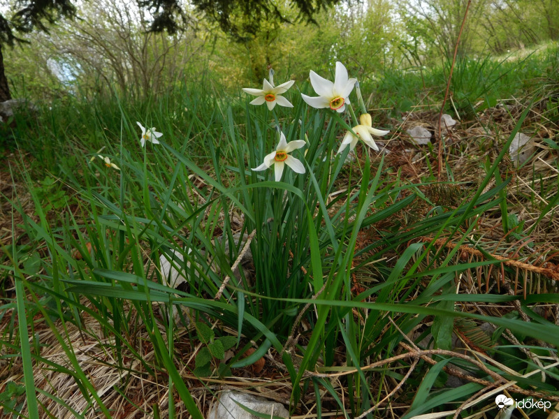 Vadnárciszok a hegyoldalon