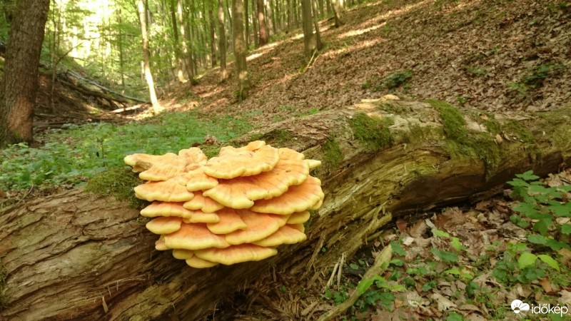 Felsőtárkány