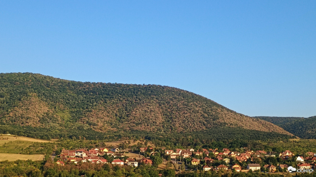 tölgyerdő 