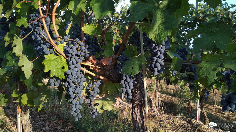 Hol terem a bikavér?