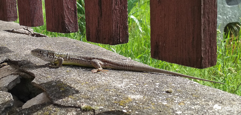 Ma is napozgatok..