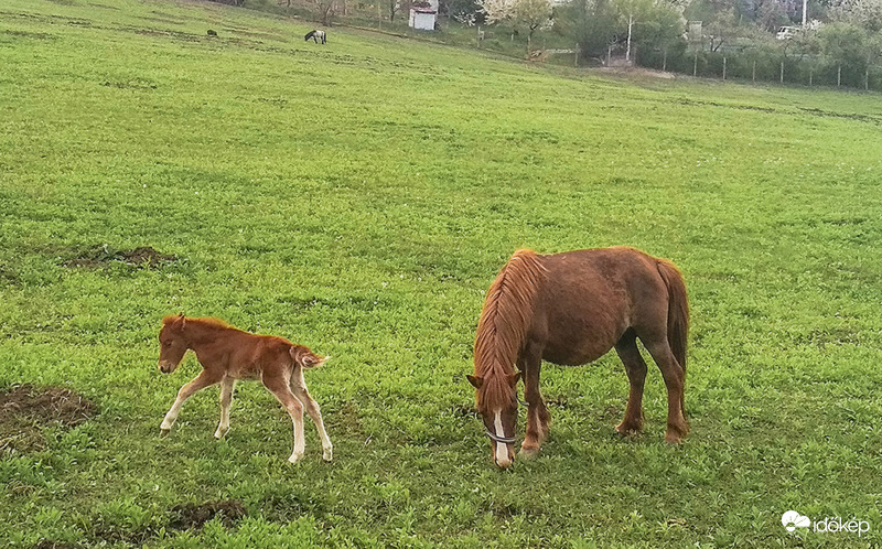 Tavaszi csikó