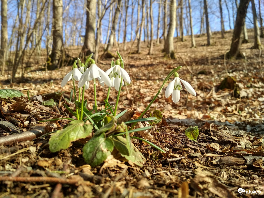 zöld erdőben jártam 