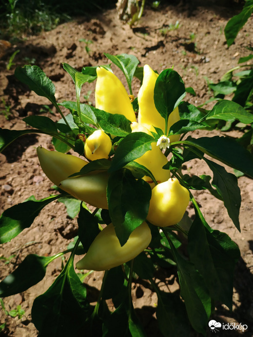 sztahanovista paprika 