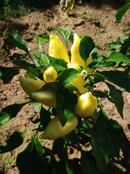 sztahanovista paprika 