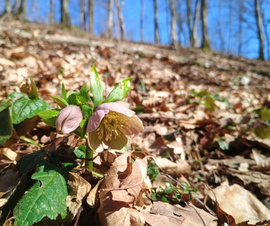 február ide vagy oda 