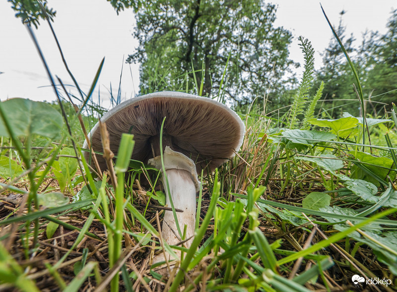 Kiborító