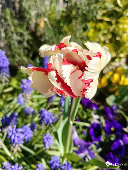 Estella rijnveld tulipán 