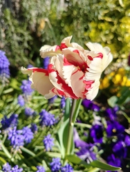 Estella rijnveld tulipán 