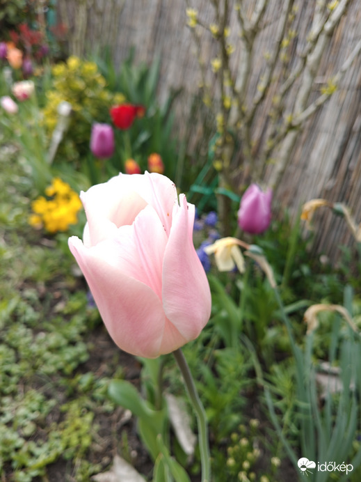 Apricot beauty tulipán