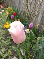 Apricot beauty tulipán