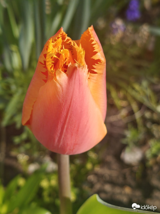 Lambada tulipán 