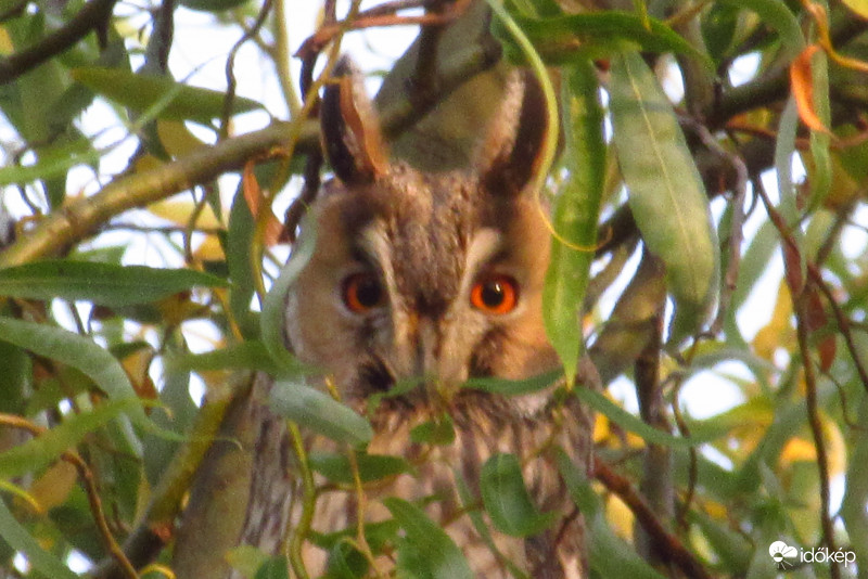 Erdei füles a fűzfán