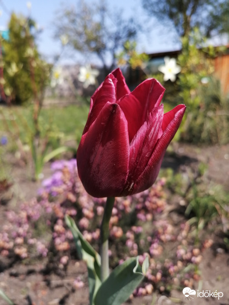 Szép húsvétot kívánok mindenkinek! 