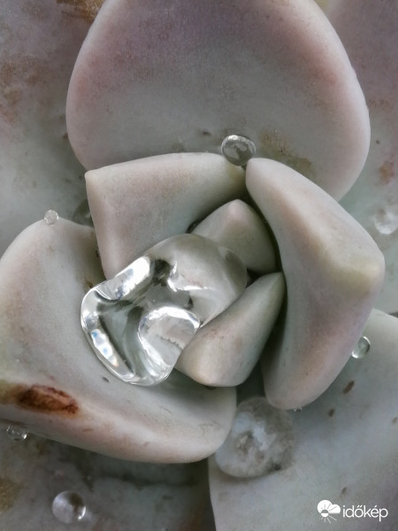 Kövirózsa gyémánt