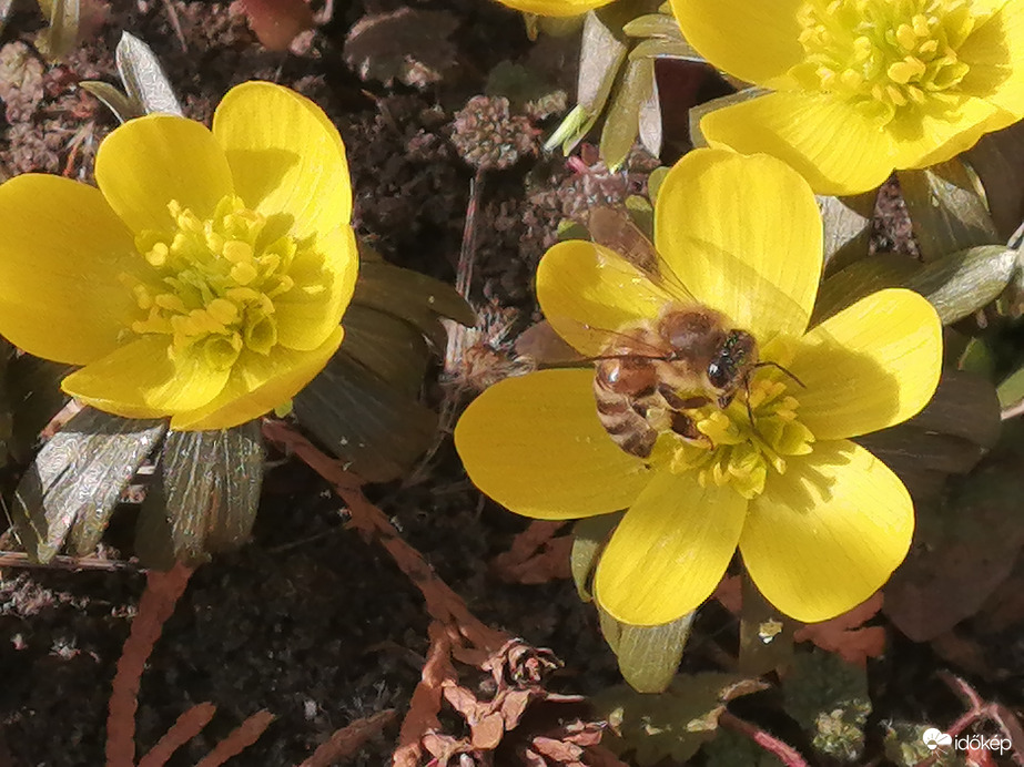 Uzsonnázó méhecske