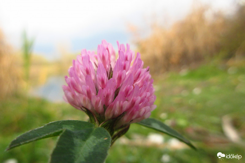 Tóparti virág nov.18.