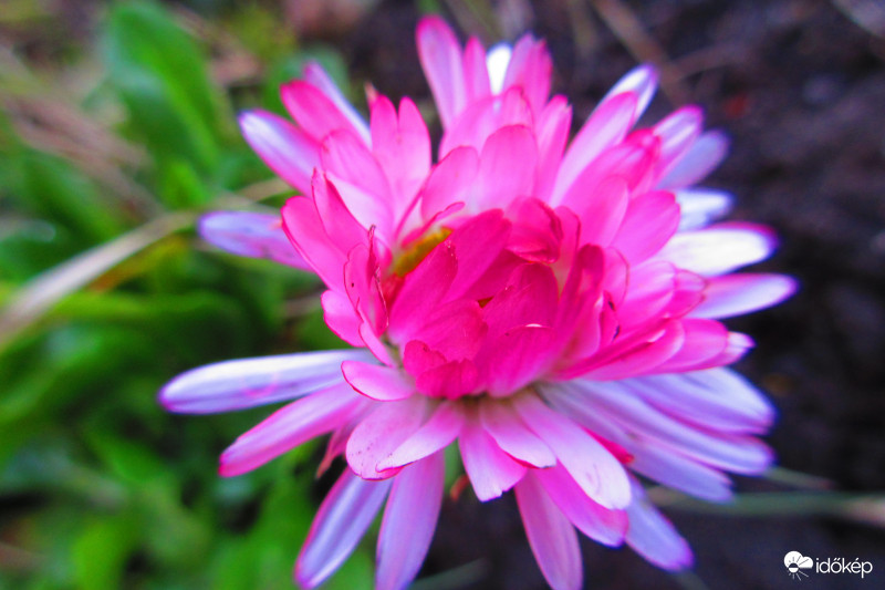 Rózsaszin százszorszép