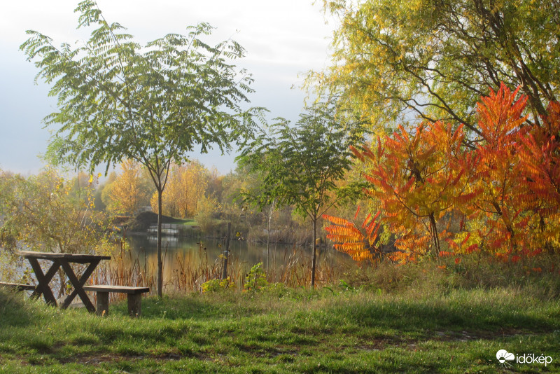 ecetfák a tóparton