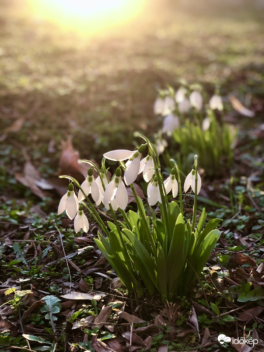 Naplemente hóvirágokkal