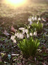 Naplemente hóvirágokkal