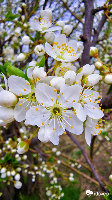 ...szirmok között...  :)
