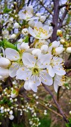 ...szirmok között...  :)