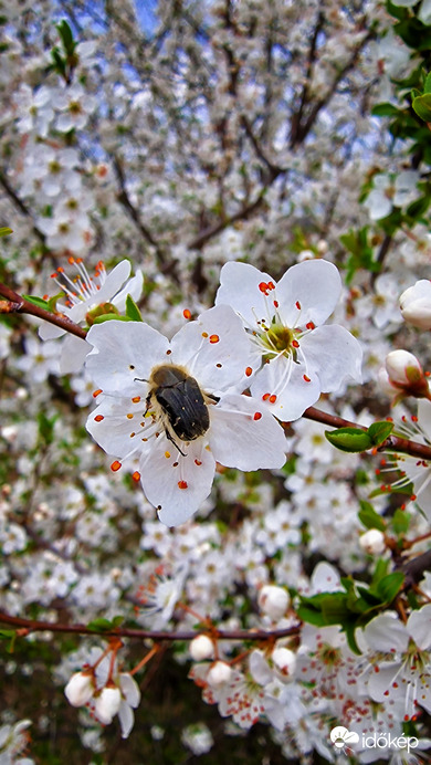 ...bundásbogárral...  :)