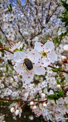 ...bundásbogárral...  :)