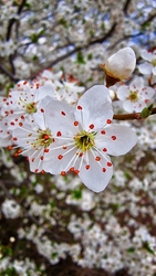 ...szirmok között...  :)