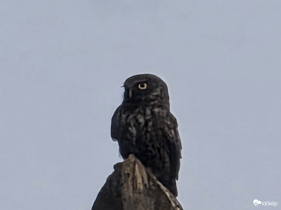 "Eagle" Eye