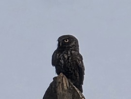 "Eagle" Eye