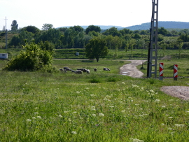 ciccorp fotója