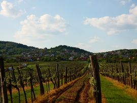 ciccorp fotója