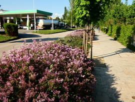 ciccorp fotója